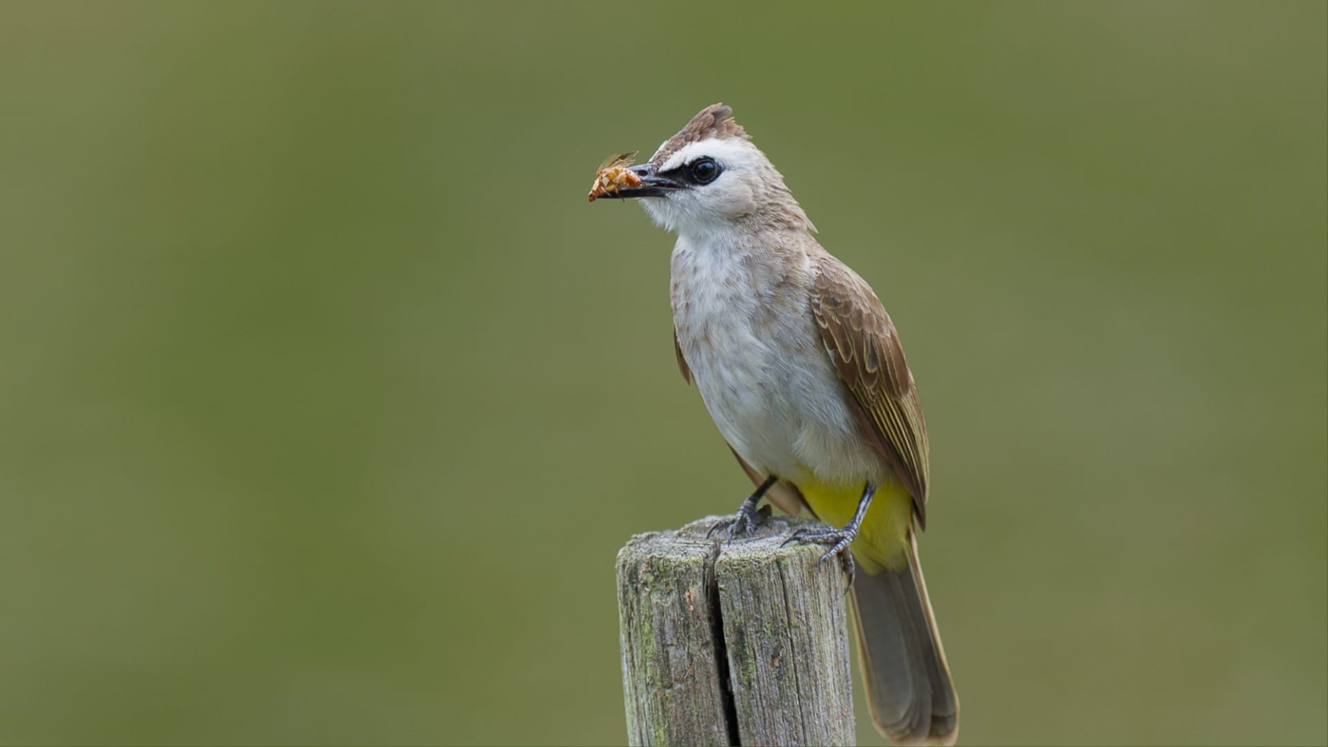 Yellow-vented Bulbul